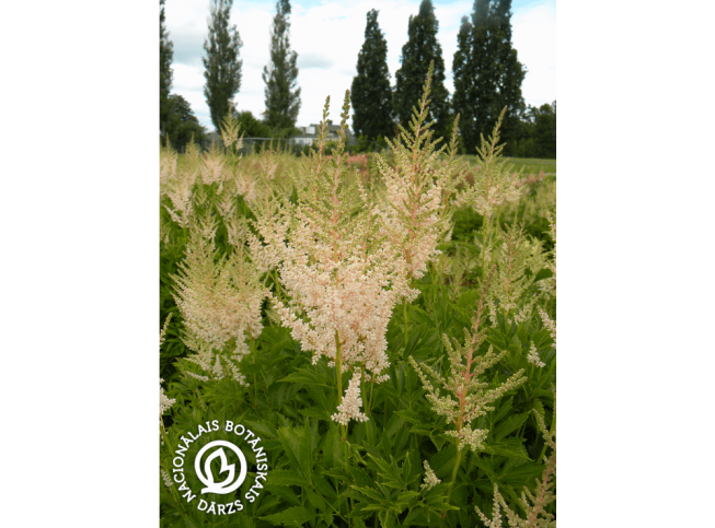 Astilbe × arendsii   'Rosa Perle'